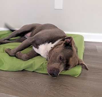 Photo of Violet