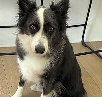 Photo of Marley