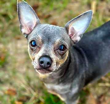Photo of Milo