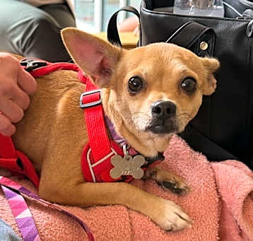 Photo of Chiquita