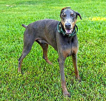 Photo of Indy