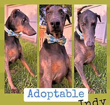 Photo of Indy