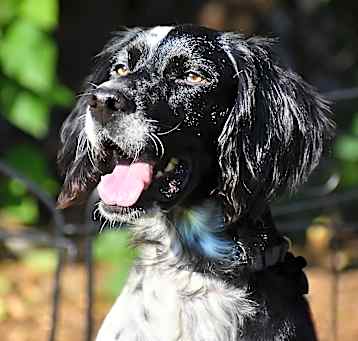 Photo of Winston-ADOPTION PENDING!