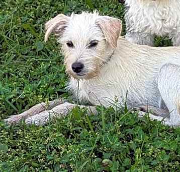 Photo of Scrappy