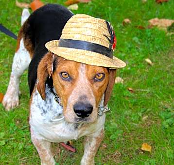 Photo of Gumbo