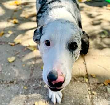 Photo of OSCAR,