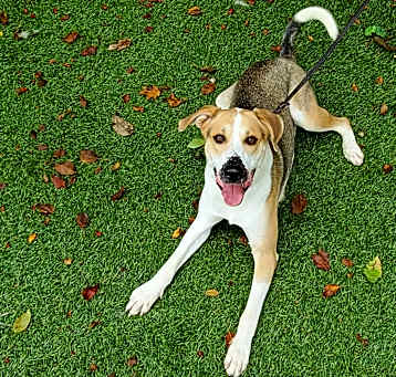 Photo of Obi