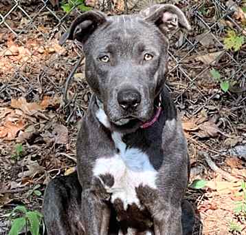 Photo of Gracie