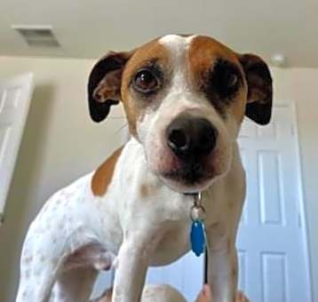 Photo of Bailey Boy in Sugar Land