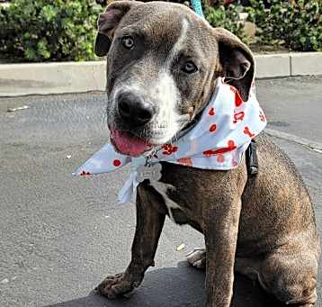 Photo of Scooby