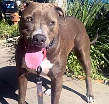 Photo of Cookie