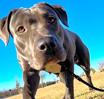 Photo of Skye