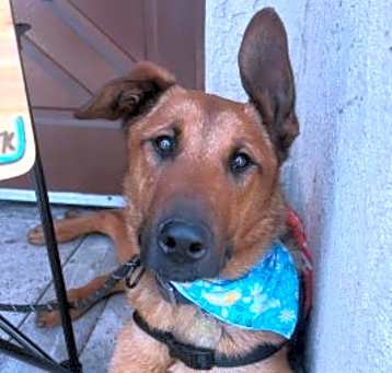 Photo of Corky