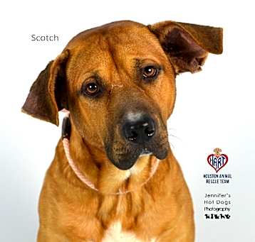 Photo of Scotch