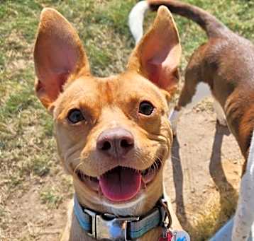 Photo of Buddy