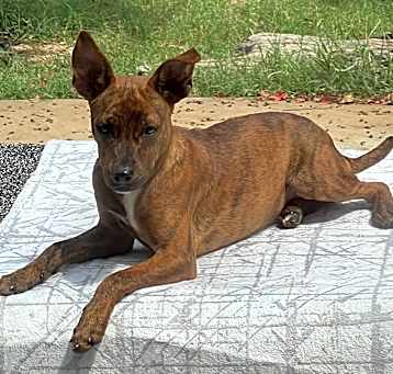 Photo of Bambi