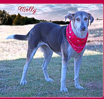 Photo of Molly