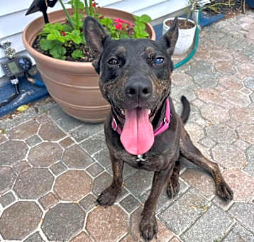 Photo of Shadow