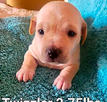Photo of Twizzler (Bio coming soon)