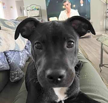 Photo of Lily