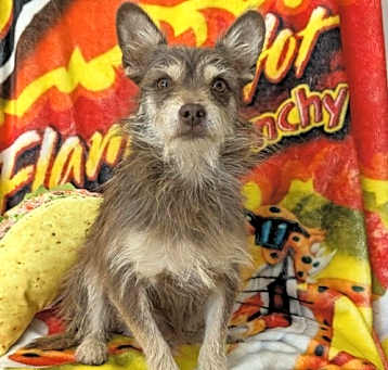 Photo of Snoop Dog