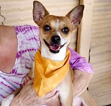 Photo of Copper