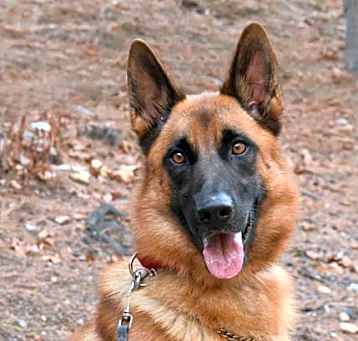 Photo of Bruno