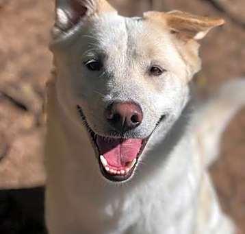 Photo of Blondie