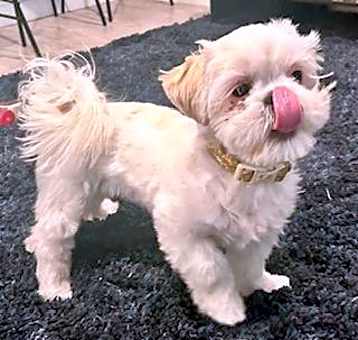 Photo of DANDI