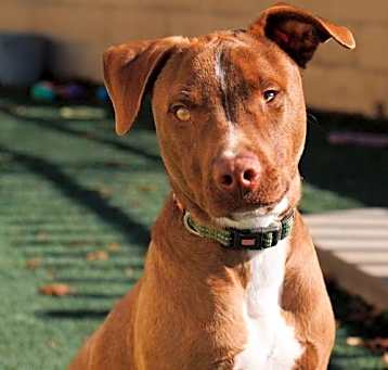 Photo of Bob - $75 Adoption Fee!  Diamond Dog!