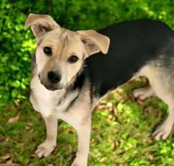 Photo of Chip