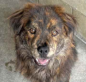 Photo of Bear
