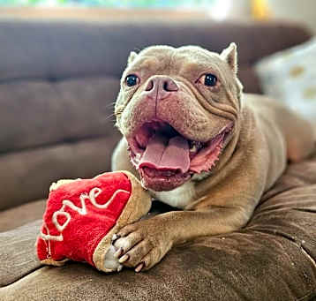 Photo of Koa