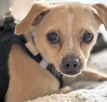 Photo of Hutch Boy