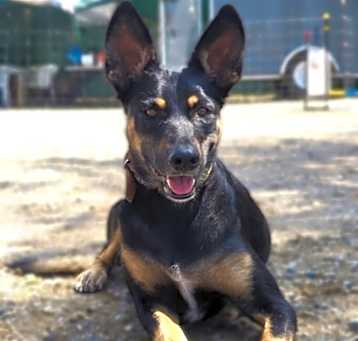 Photo of Callie