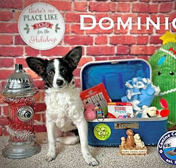 Photo of Dominic