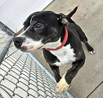 Photo of Penny
