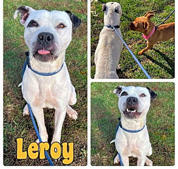 Photo of Leroy- SPONSORED