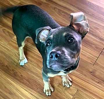 Photo of Odin
