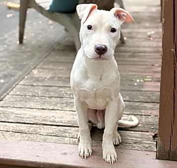Photo of Chowder