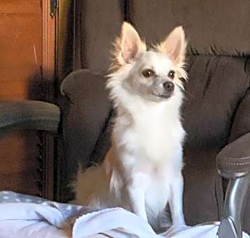 Photo of Casper