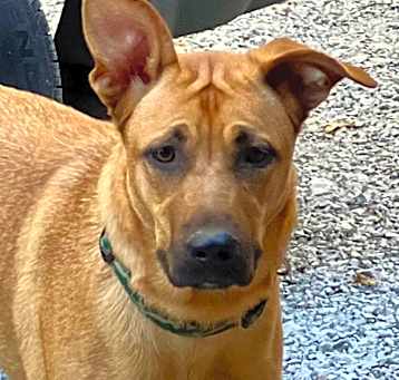 Photo of GINGER