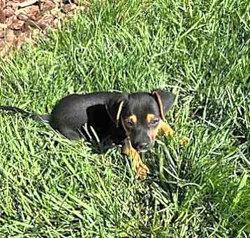 Photo of Ryder