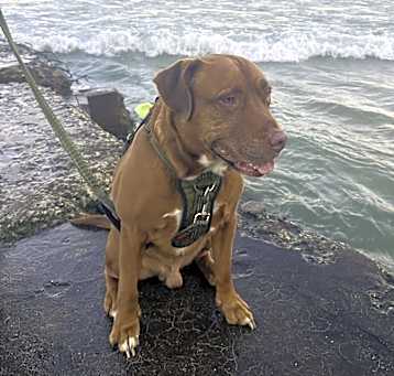 Photo of Clifford