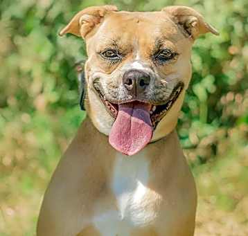 Photo of Daisy