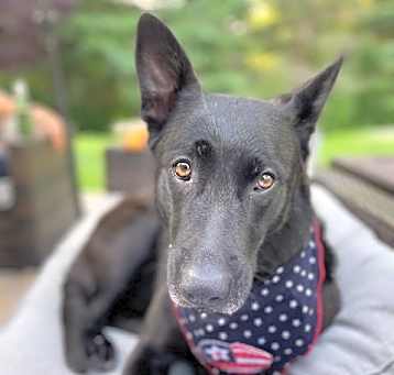 Photo of Sam - NY - Courtesy Post