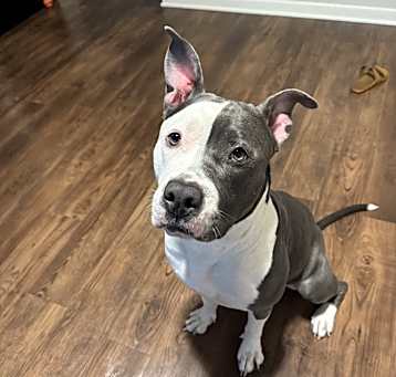 Photo of Athena