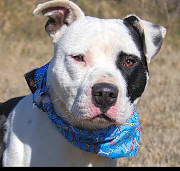 Photo of Oreo