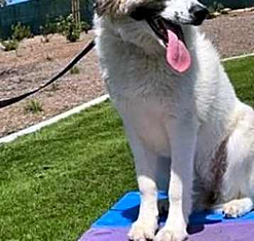 Photo of Izzy