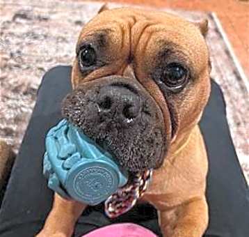 Photo of Honey